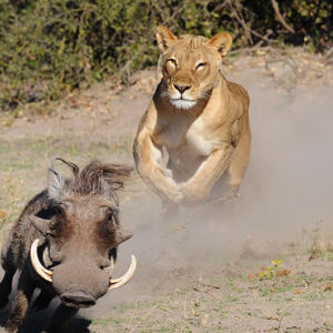 Chobe 2 Day 1 Night Safari