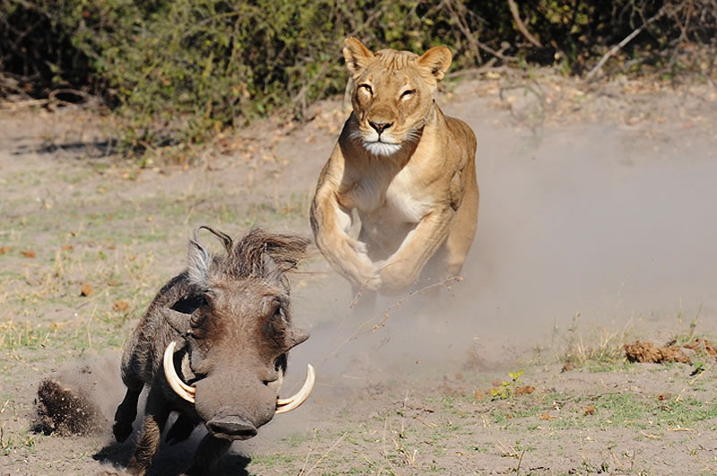 Chobe-2-Day-1-Night-Safari-1.jpg