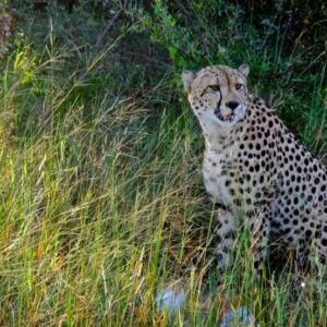 Hwange Day Trip