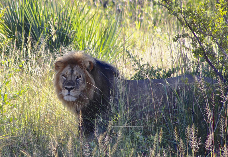 Hwange-Day-Trip.3.jpg