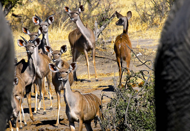 Hwange-Day-Trip.4.jpg