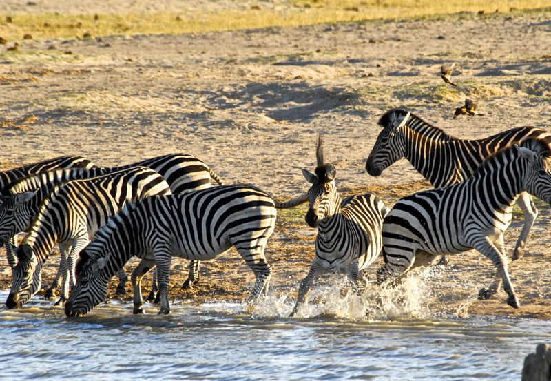 Hwange-Day-Trip.5.jpg