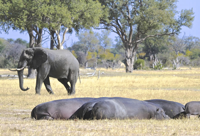Hwange-Day-Trip.6.jpg