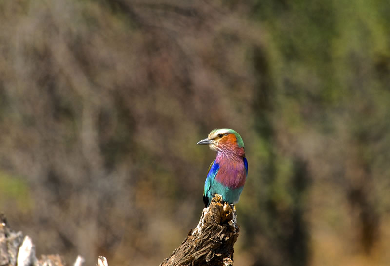 Hwange-Day-Trip.8.jpg