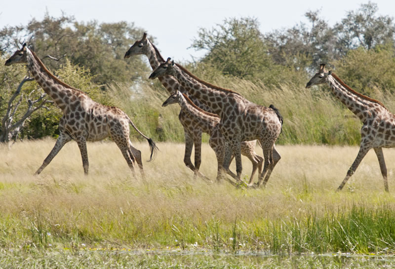 Hwange-Day-Trip.9.jpg