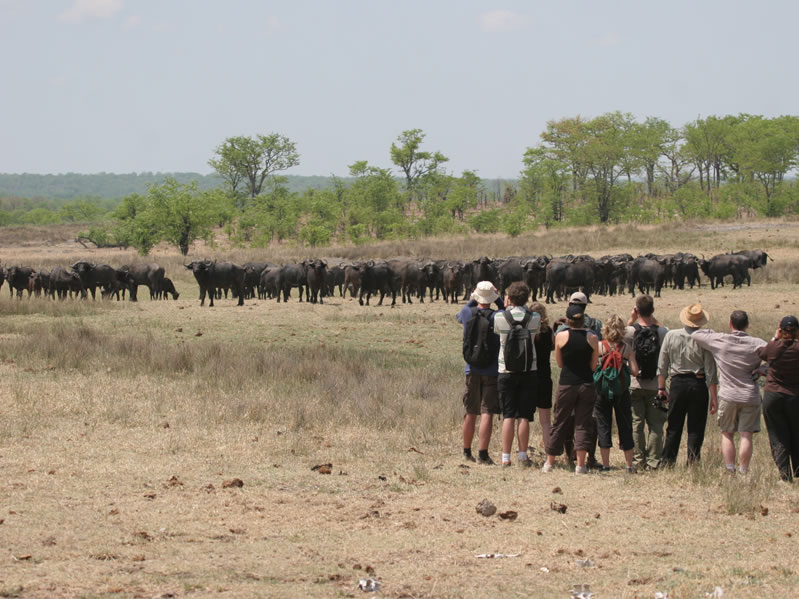 Hwange-Mobile-Camping-Safari-7-Days.2.jpg