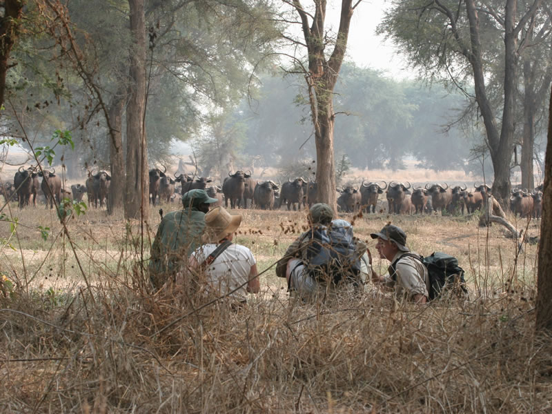 Hwange-Mobile-Camping-Safari-7-Days.6.jpg
