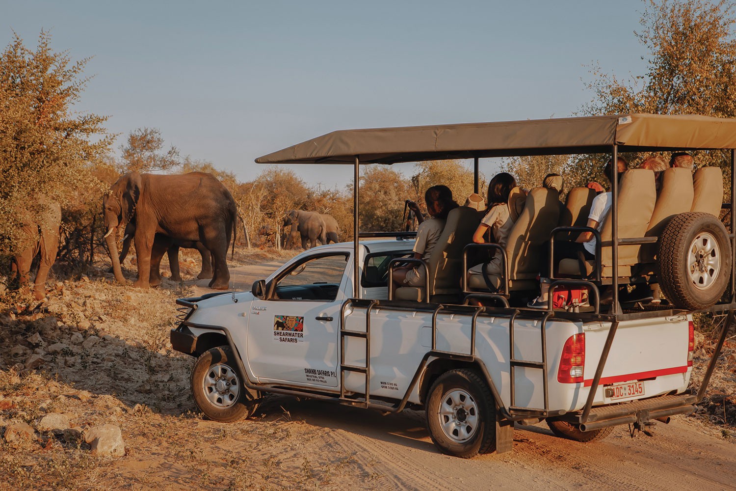 SW-Safari_1.jpg