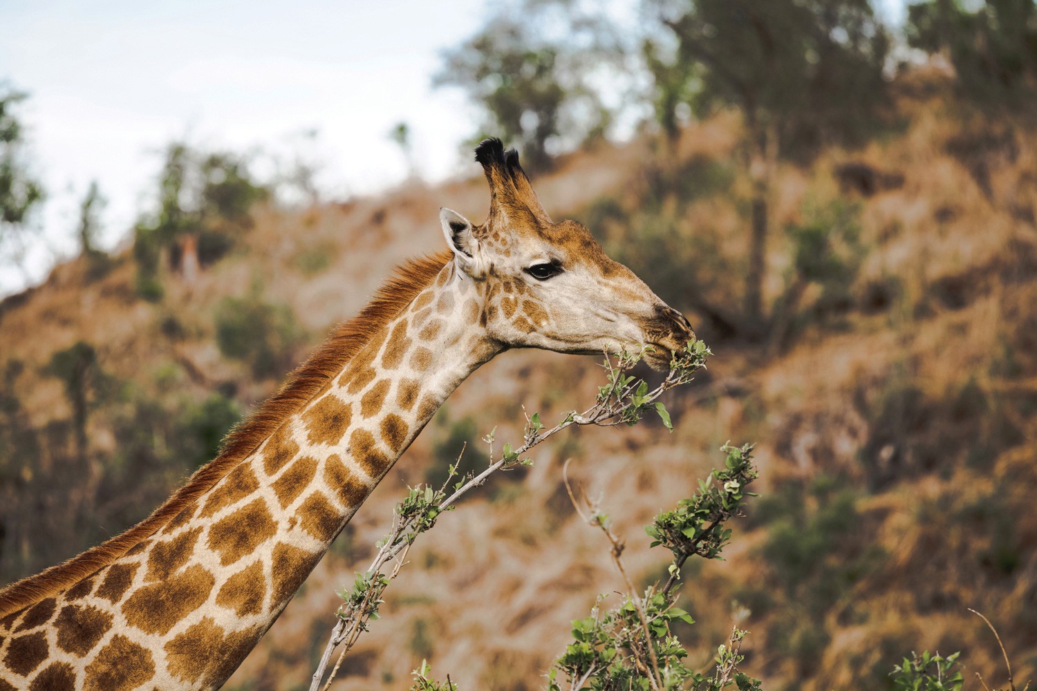 SW-Safari_4.jpg