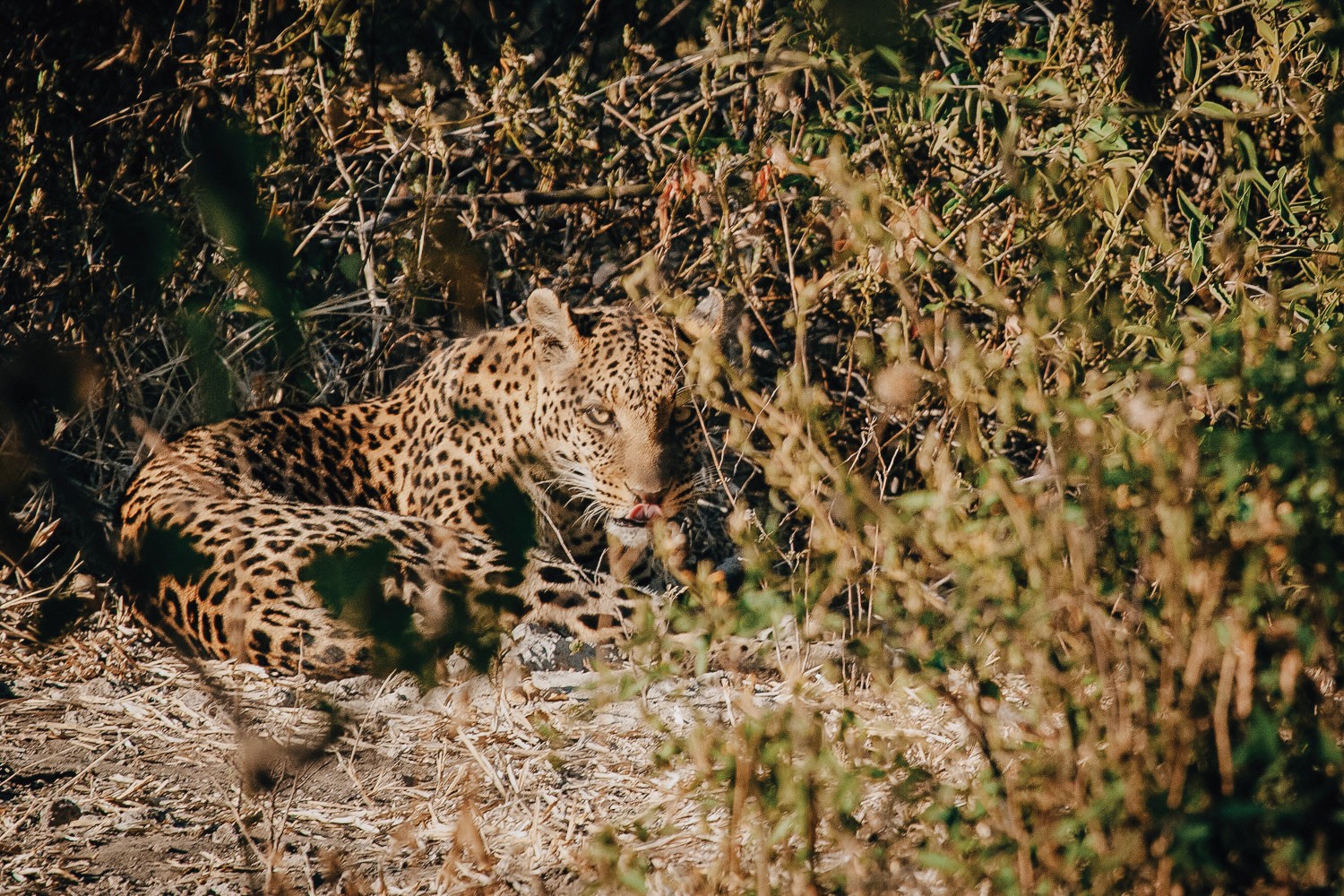 SW-Safari_5.jpg