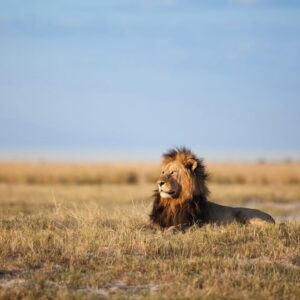 Zambezi Game Drives, Walks & Night Drives