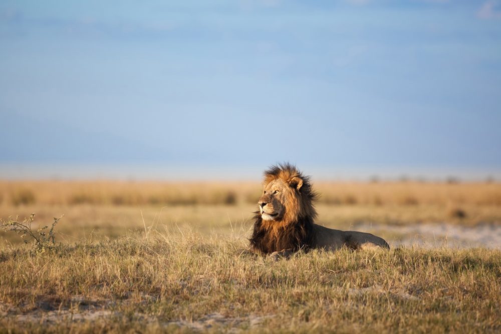 SW-Safari_8-e1635933018900.jpg