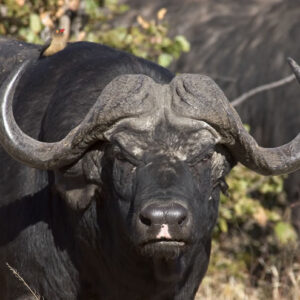 Night Game Drives with Dinner