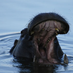 Zambezi Sunset Cruise