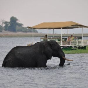 Chobe Day Trip from Victoria Falls & Livingstone