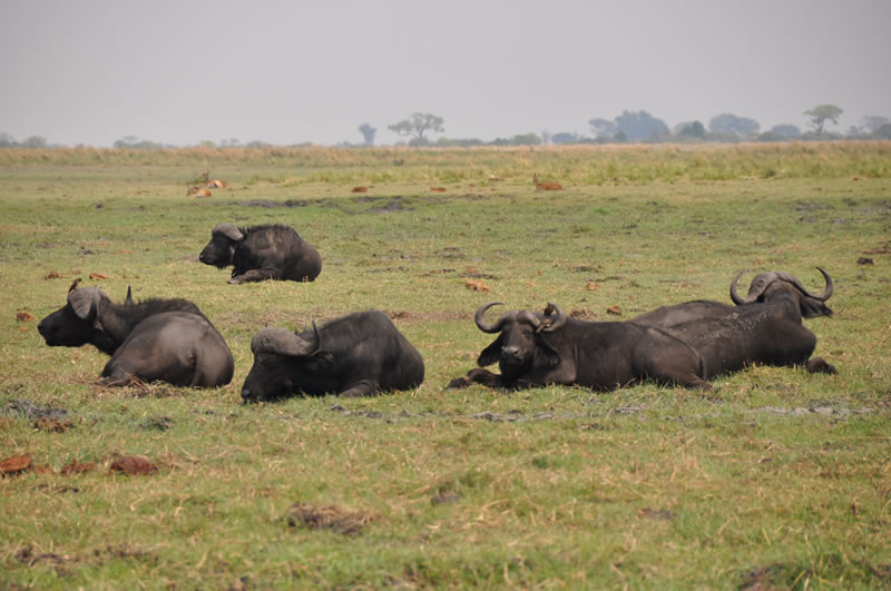 game-drives10-3.jpg