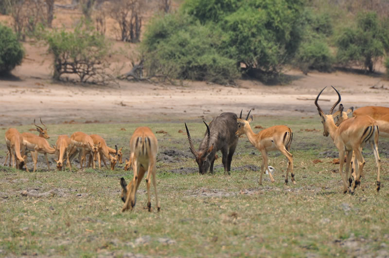 game-drives11-2.jpg