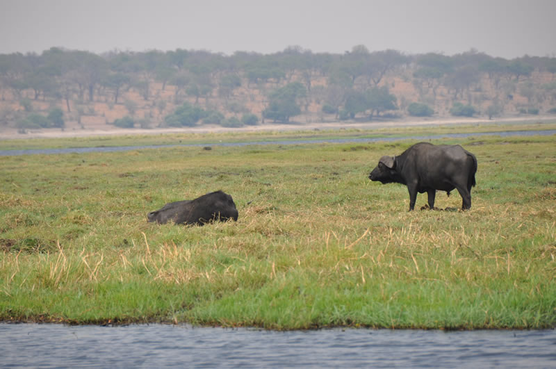 game-drives7-c.jpg