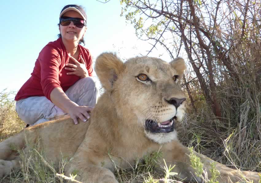 lion-walks2.jpg