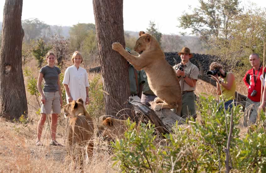 lion-walks3.jpg