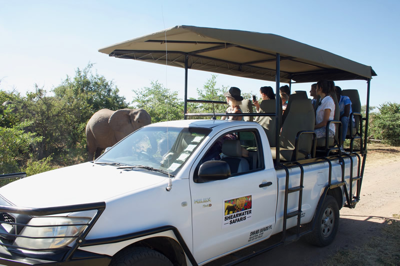 shearwater-game-drives-6.jpg